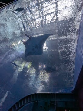 沖縄美ら海水族館に投稿された画像（2025/7/24）