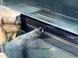 しながわ水族館に投稿された画像（2025/7/24）