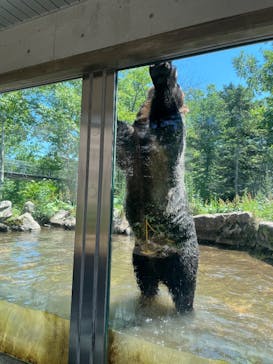 サホロリゾート　ベア･マウンテンに投稿された画像（2025/7/24）