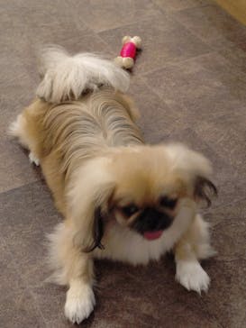 いぬカフェRio 吉祥寺店に投稿された画像（2025/7/24）