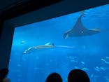 沖縄美ら海水族館に投稿された画像（2025/7/24）