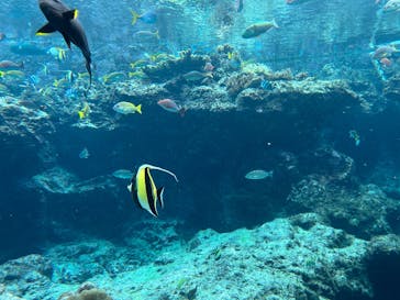 沖縄美ら海水族館に投稿された画像（2025/7/24）