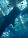 沖縄美ら海水族館に投稿された画像（2025/7/24）
