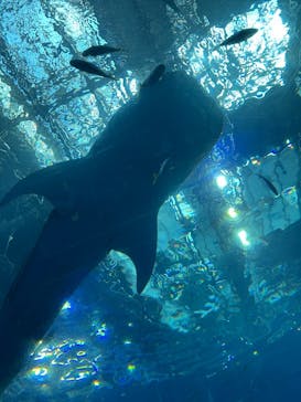 沖縄美ら海水族館に投稿された画像（2025/7/24）