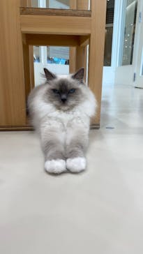 Cat Café MOFF イオンモールナゴヤドーム前店に投稿された画像（2025/7/24）