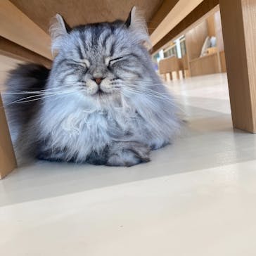 Cat Café MOFF イオンモールナゴヤドーム前店に投稿された画像（2025/7/24）