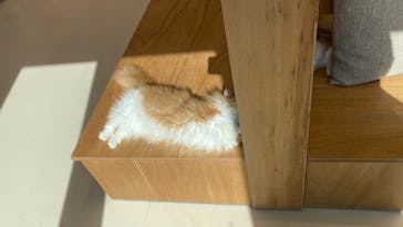 Cat Café MOFF イオンモールナゴヤドーム前店に投稿された画像（2025/7/24）