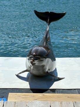 うみたま体験パーク 「つくみイルカ島」に投稿された画像（2025/7/24）