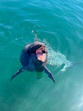 うみたま体験パーク 「つくみイルカ島」に投稿された画像（2025/7/24）