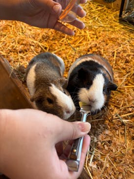 Moff animal cafe 小田原ダイナシティ店に投稿された画像（2025/7/24）