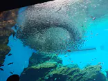 仙台うみの杜水族館に投稿された画像（2025/7/24）