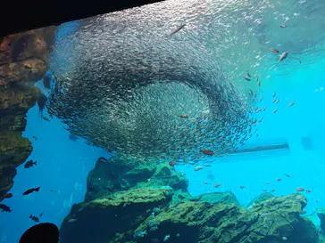 仙台うみの杜水族館に投稿された画像（2025/7/24）