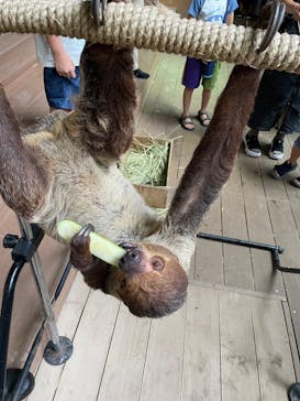 カワスイ 川崎⽔族館に投稿された画像（2025/7/24）