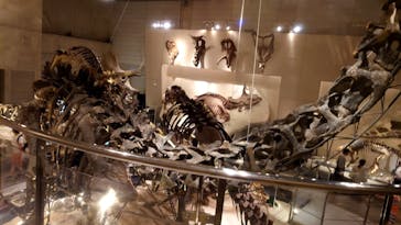 国立科学博物館に投稿された画像（2025/7/24）