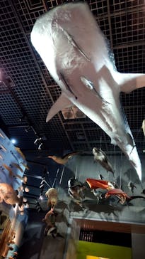 国立科学博物館に投稿された画像（2025/7/24）