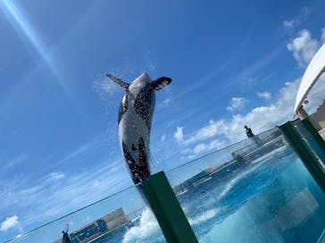 鴨川シーワールドに投稿された画像（2025/7/24）