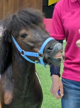 ノーザンホースパークに投稿された画像（2025/7/24）