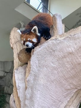 那須どうぶつ王国に投稿された画像（2025/7/25）