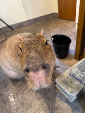 おさるの湯もみ処　おさ湯に投稿された画像（2025/7/25）