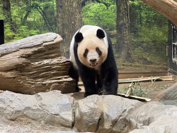 恩賜上野動物園に投稿された画像（2025/7/25）
