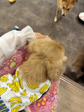 いぬカフェRio 吉祥寺店に投稿された画像（2025/7/25）