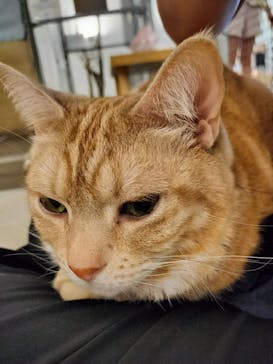 Moff アニマル カフェ イーアス 高尾店に投稿された画像（2025/7/25）