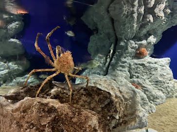 伊豆・三津シーパラダイスに投稿された画像（2025/7/25）