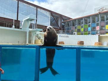 伊豆・三津シーパラダイスに投稿された画像（2025/7/25）