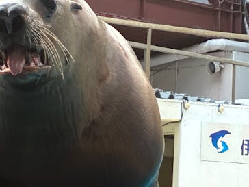 伊豆・三津シーパラダイスに投稿された画像（2025/7/25）