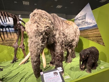 特別展「氷河期展 〜人類が見た4万年前の世界〜」（国立科学博物館）に投稿された画像（2025/7/25）