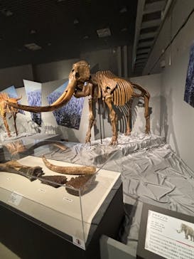 特別展「氷河期展 〜人類が見た4万年前の世界〜」（国立科学博物館）に投稿された画像（2025/7/25）