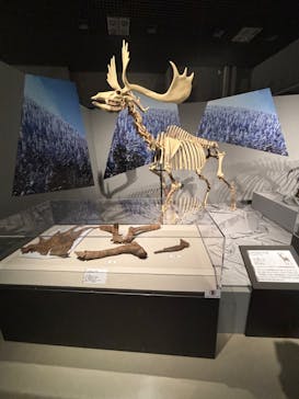 特別展「氷河期展 〜人類が見た4万年前の世界〜」（国立科学博物館）に投稿された画像（2025/7/25）