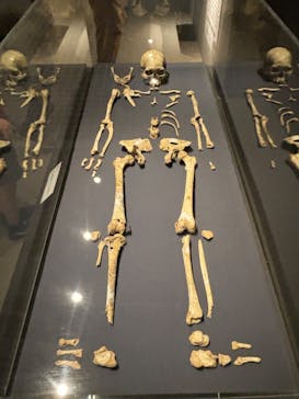 特別展「氷河期展 〜人類が見た4万年前の世界〜」（国立科学博物館）に投稿された画像（2025/7/25）