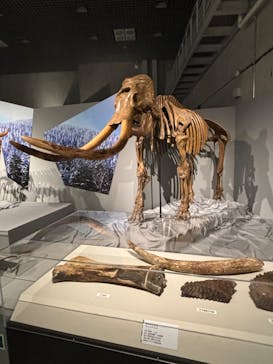 特別展「氷河期展 〜人類が見た4万年前の世界〜」（国立科学博物館）に投稿された画像（2025/7/25）