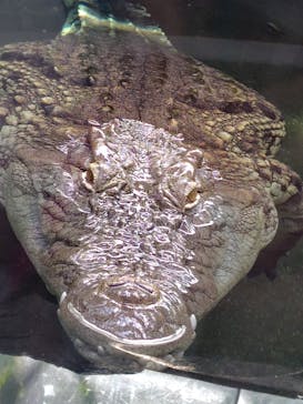 名古屋市東山動植物園に投稿された画像（2025/7/25）