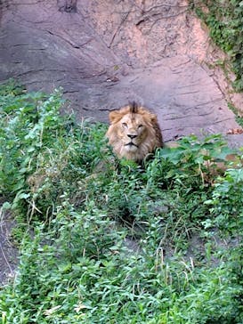 名古屋市東山動植物園に投稿された画像（2025/7/25）
