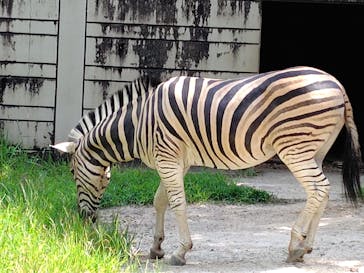 名古屋市東山動植物園に投稿された画像（2025/7/25）