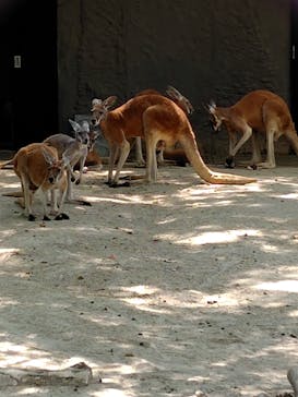名古屋市東山動植物園に投稿された画像（2025/7/25）