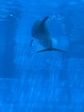 名古屋港水族館に投稿された画像（2025/7/25）