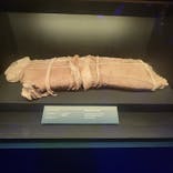 ACN ラムセス大王展 ファラオたちの黄金に投稿された画像（2025/7/25）