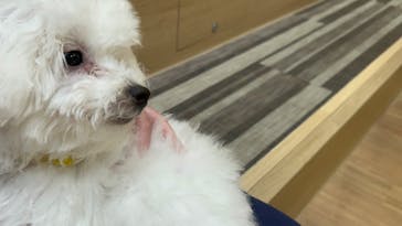 いぬカフェRio パークプレイス大分店に投稿された画像（2025/7/25）