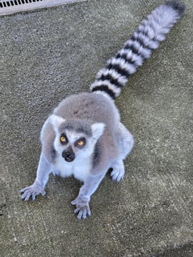 岩手サファリパークに投稿された画像（2025/7/25）