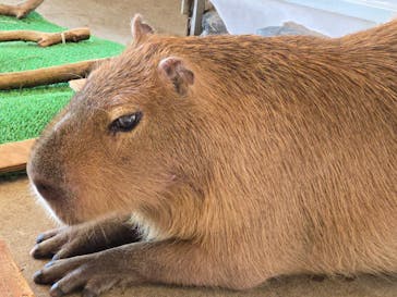 岩手サファリパークに投稿された画像（2025/7/25）