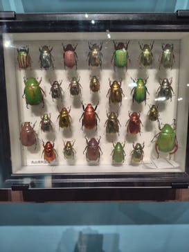 特別展 『昆虫 MANIAC』に投稿された画像（2025/7/25）