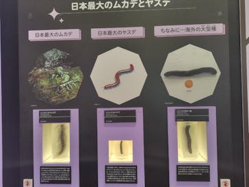 特別展 『昆虫 MANIAC』に投稿された画像（2025/7/25）