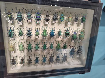 特別展 『昆虫 MANIAC』に投稿された画像（2025/7/25）