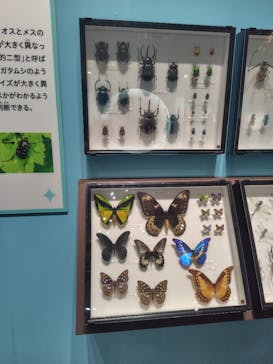 特別展 『昆虫 MANIAC』に投稿された画像（2025/7/25）
