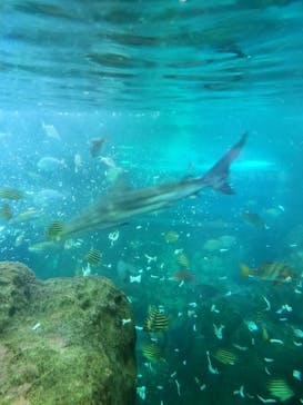 新江ノ島水族館に投稿された画像（2025/7/25）