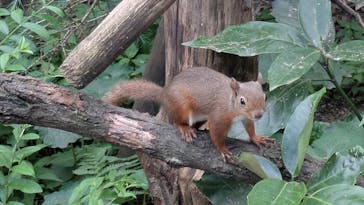 那須どうぶつ王国に投稿された画像（2025/7/25）