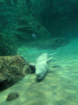 名古屋港水族館に投稿された画像（2025/7/25）
